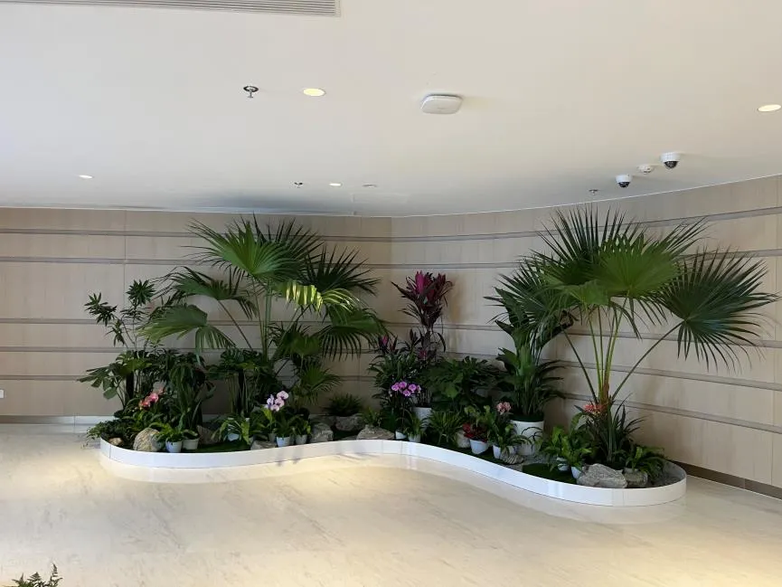 宁波植物出租，优质服务让你眼前一亮